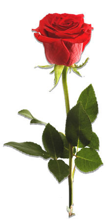 grande rose Rose de Lorraine